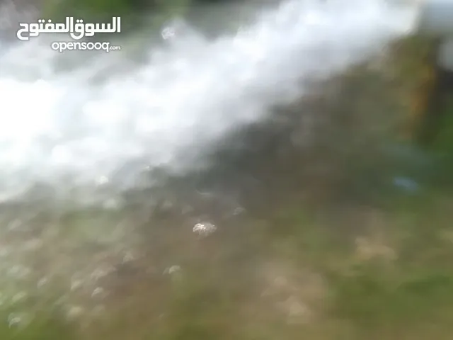 هذي المزرعه للبيع منها 65 معاد مزروع منجوه تيمور وقلب ثور وسوداني يوجد فيها بيت وحراثه ومنظومتين