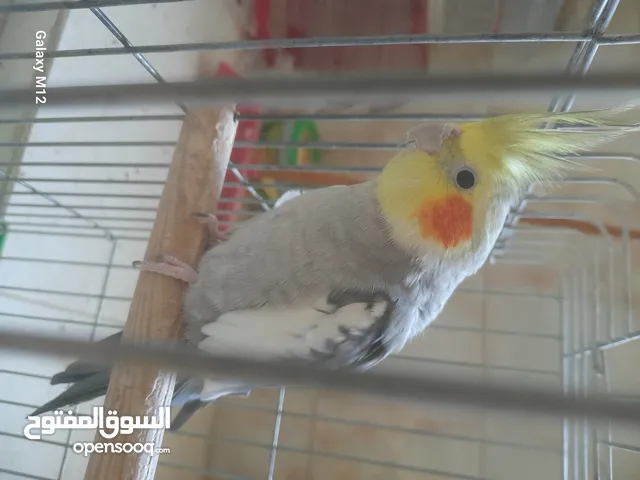 ببغاء كوكتيل فحل ابو فراخ