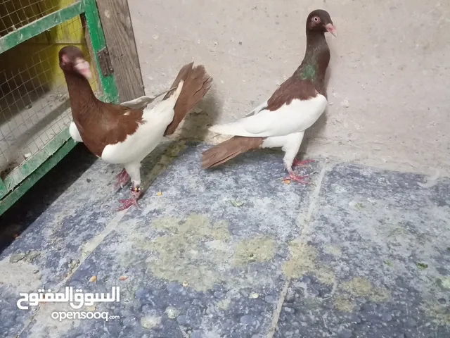 جوز مكابي شغالين