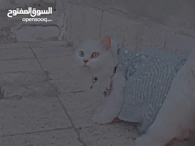 قط شيرازي للبيع