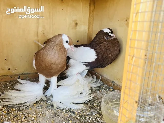 كوبيه تشكي مصوره