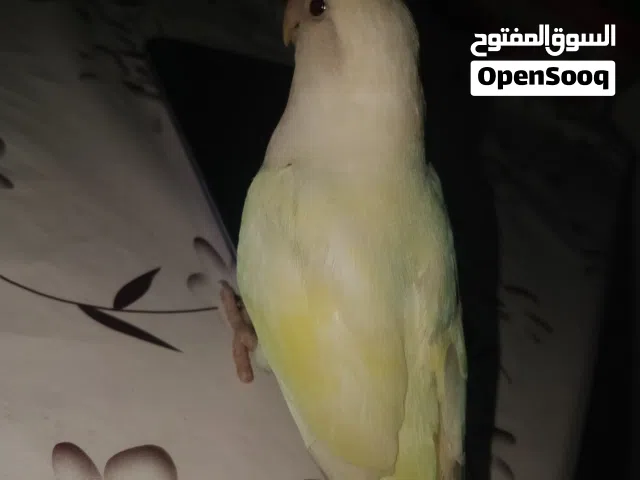 love bird lutino red eye