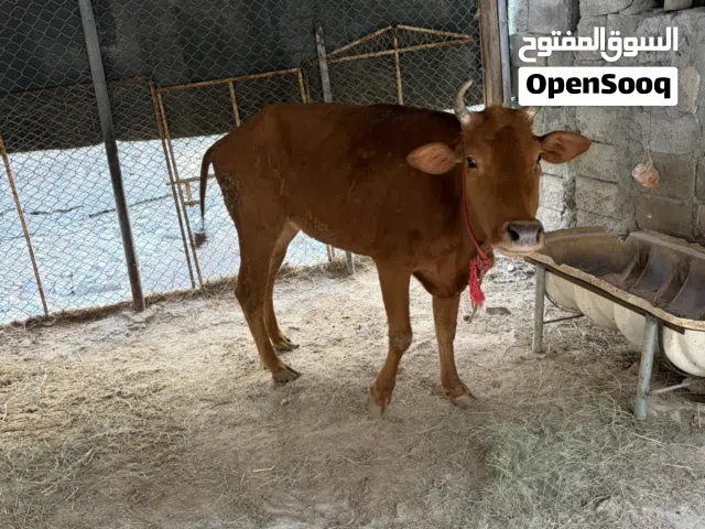 للبيع بقره