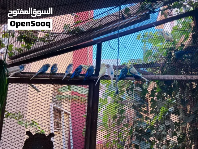 السلام عليكم اقرا الوصف