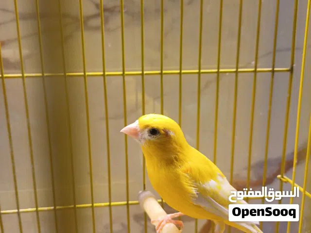 كناري شيرازي فول للبيع