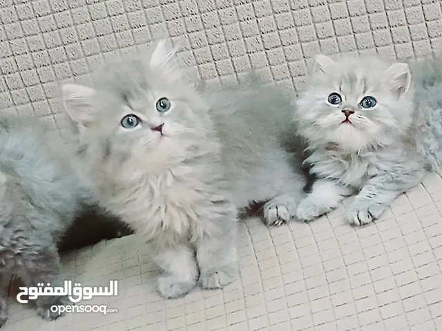 females and males British long hair 46 day used litter box