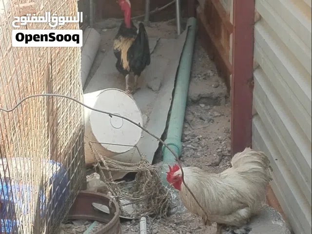 متاح دجاج عرب وزينه اقره وصف مهم