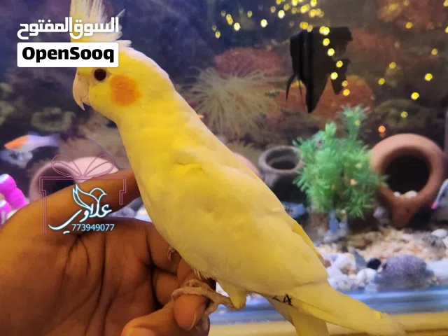 فرخ ببغاء كوكتيل اليف