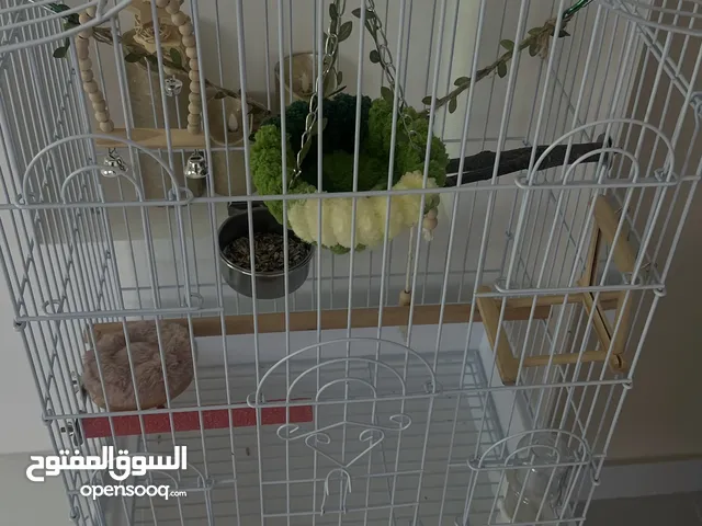 قفص طيور بجميع زينته و أغراضه