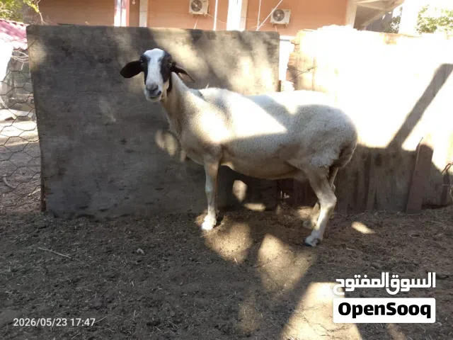 نعجة  البيع
