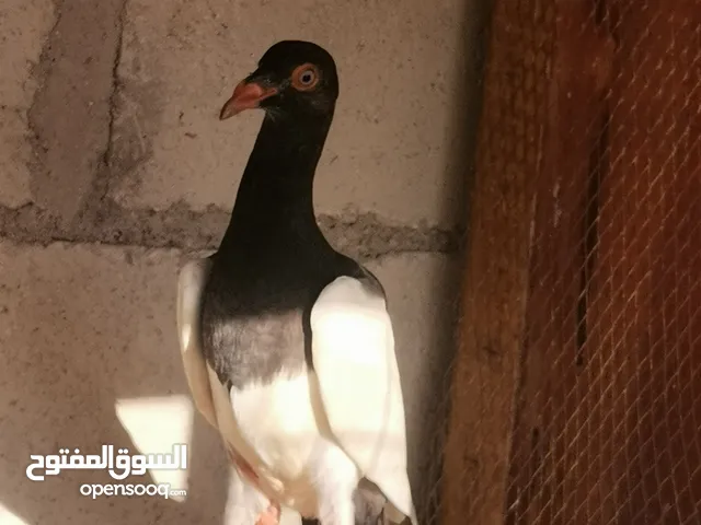 متاح 16 فرخ يهوديات جميع الألوان جاهزات للجرد موجودات باربد تبنه