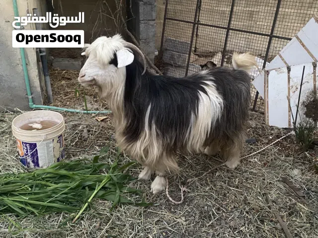 رمج طيب ماشاء الله تبارك الله