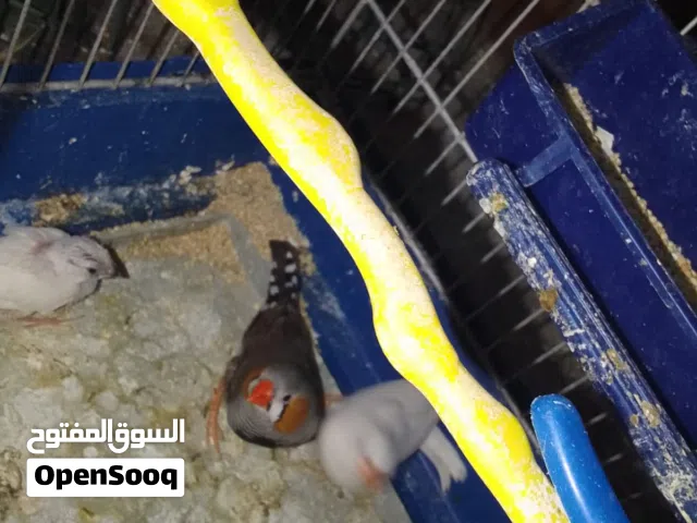 جوزين جنة مع فراخ اقراء الوصف