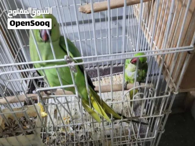 indian neck parrot