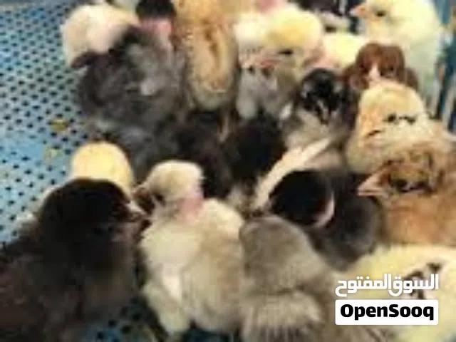 افراخ دجاج عرب وابو ركيبه عمر شهر واكو عمر صغير