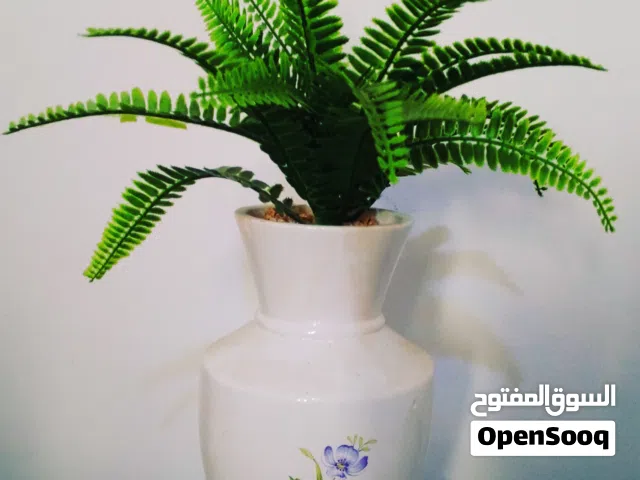 نبات المنشار بلاستيك