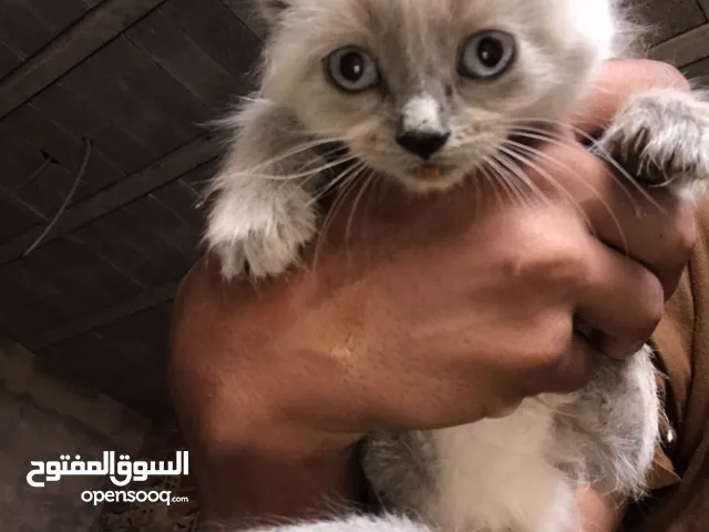 Symoo lbiii3