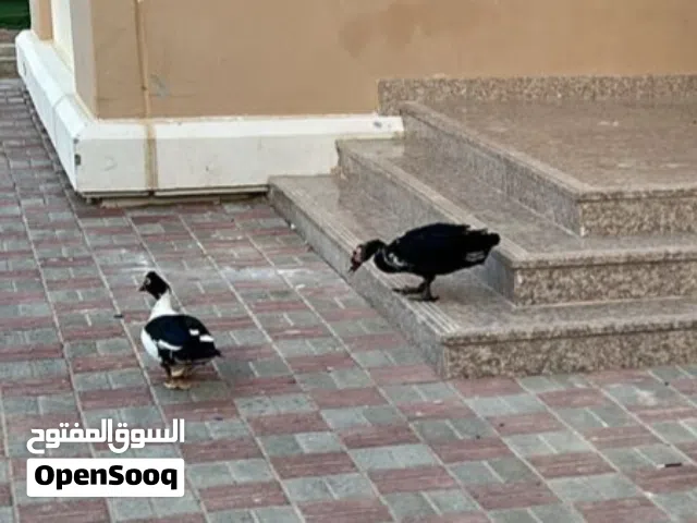 للبيع بط مسكوفي