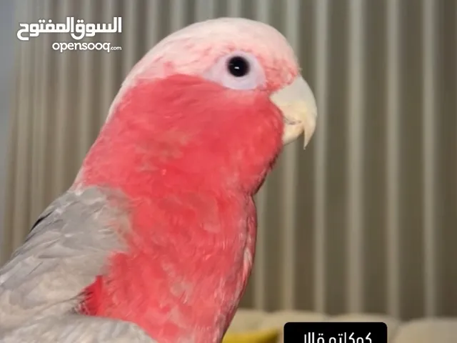 كوكاتو قالا