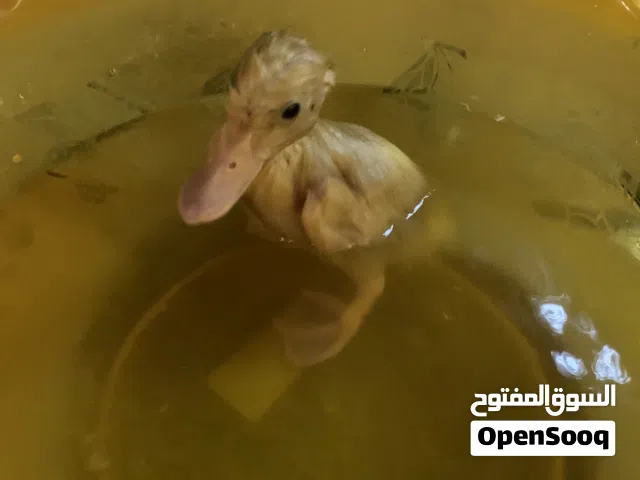 بطة عمرها سنتين مدري سنة بالإمارات