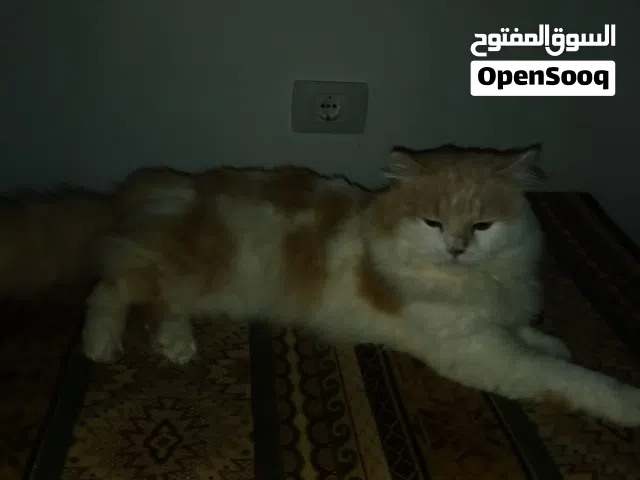قطة ذكر شيرازي للبيع