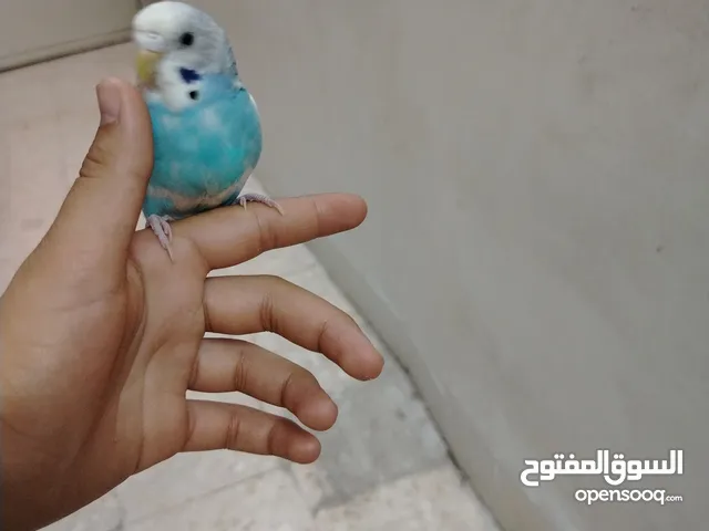 عصافير حب بادجي مع قفصهم جوز