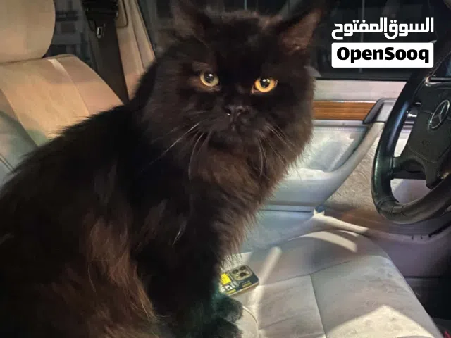 للبيع قط شيرازي