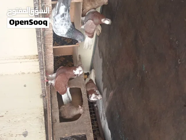 حمام زينه الحبه بريالين 2