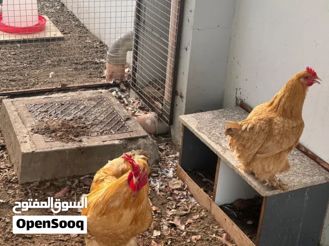 دجاج كوشن العملاق للبيع