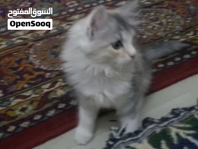 مطلوب قط صغير للتبني