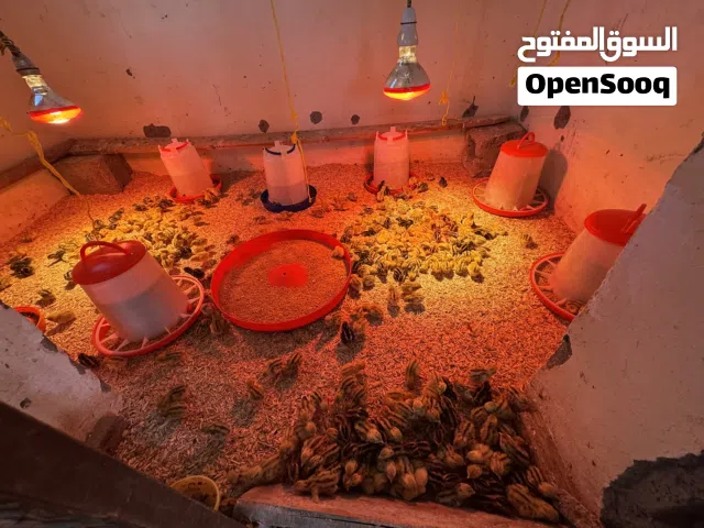 صيصان سمان سوبر جامبو