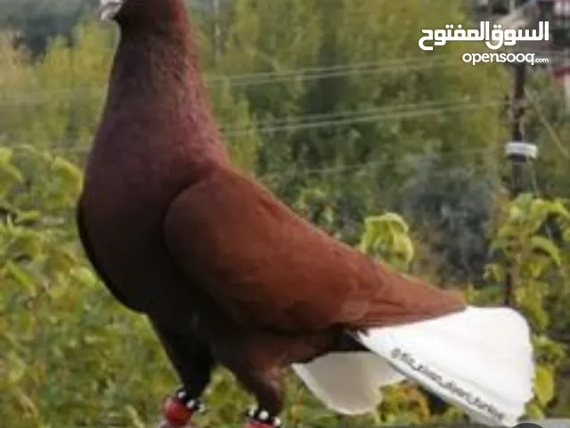 محلات الأمير للطيور بجانب مقبرة العيزريه مقابل طباخ التقوى