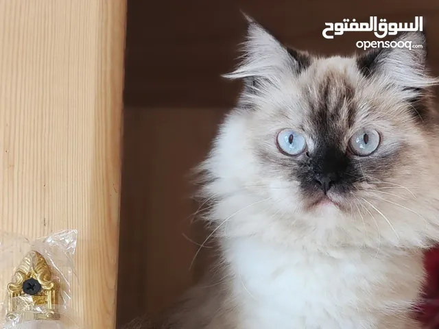 انثى هملايا