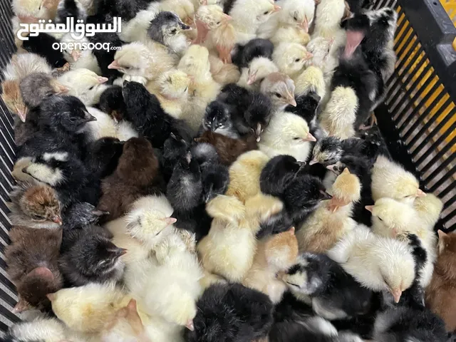 صيصان تهجين عماني فرنسي + بيض للتفقيس