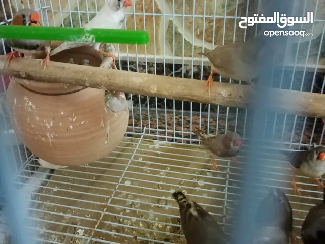 زيبرا فنشات احجام مكس وجنس مكس 11 حبة مطلوب فيهم 250 ويا قفص