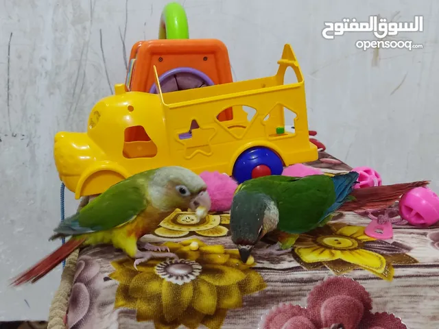 السلام عليكم . كنيور عدد 2 اليفات ومفطومات وجاهزات وبصحة جيدة