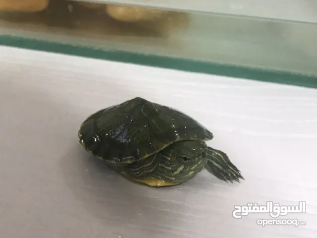 turtle سلحفاة