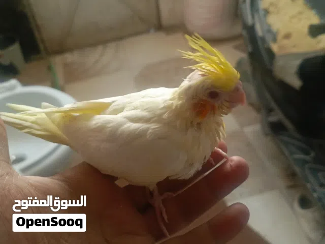 فرخ كوكتيل انتاجي متعلم على الزق