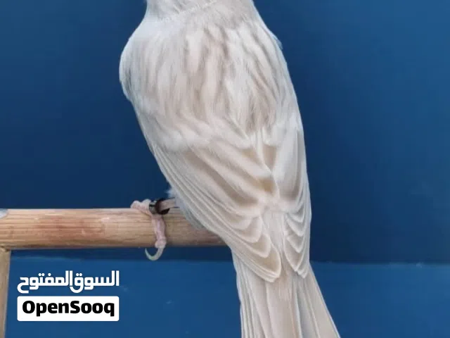 جوازكنار ساتيني