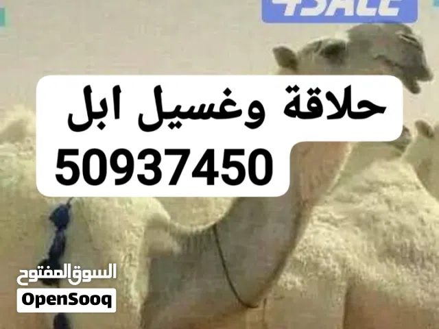 حلاقة وغسيل ابل كل مناطق