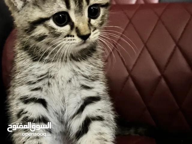 قط بنغال