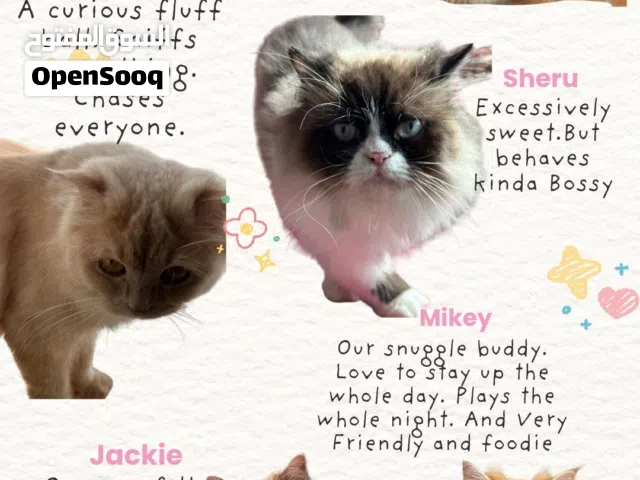 CATS FOR ADOPTION