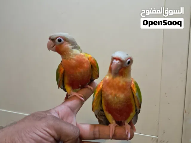 2 pineapple conure dubble red factor