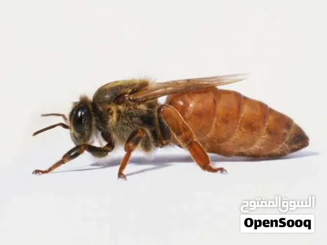 مطلوب ملكة نحل للبيع