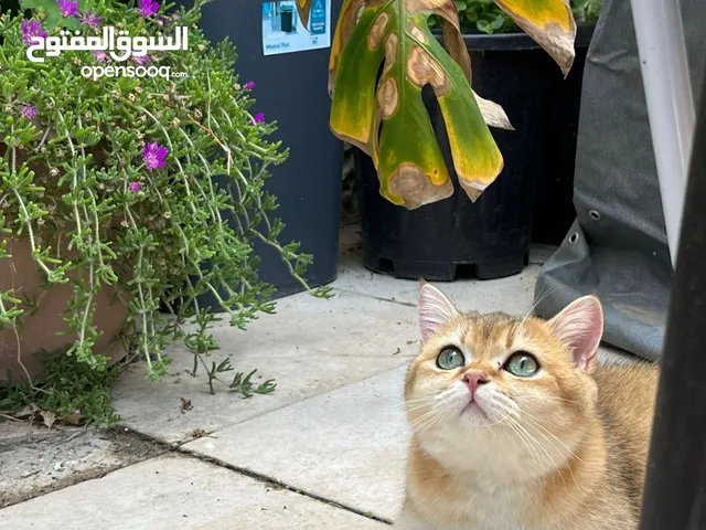 قطة ny11 بيور