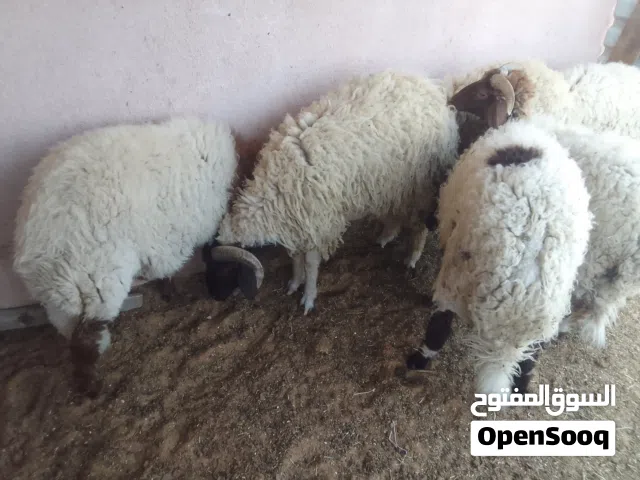 خرفان البيع