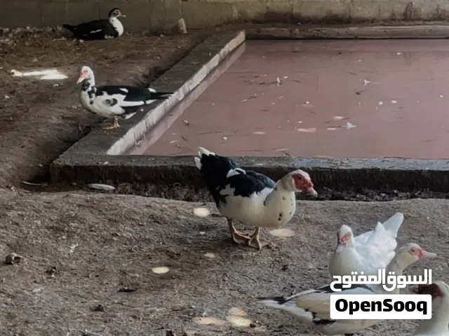 بط مصري الأغلب منتج