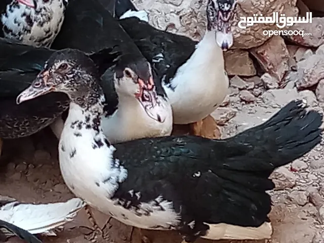 ثلاث بط بلدي (بياض) للبيع (2 انثى ) (1ذكر)