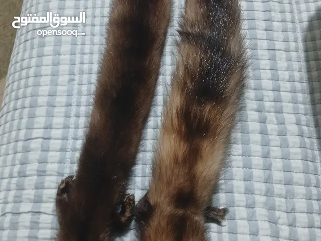 حيوان mink محنط الحيوان نادر