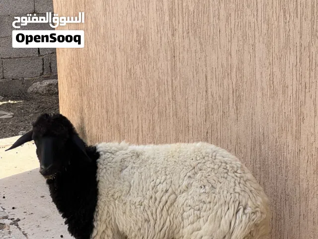 بيع افطيم ربي بارك عمره 7او 8اشهوره امه توميه ولي يبي فيديو كلمني خاص